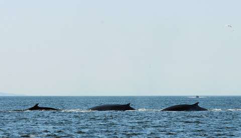 Saguenay-St-Lawrence Marine Park